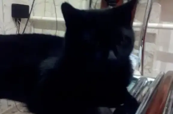 Пропала кошка Клепа, черная с белыми волосками, адрес: ул. Осипенко, 4/6, кв.2, Химки.