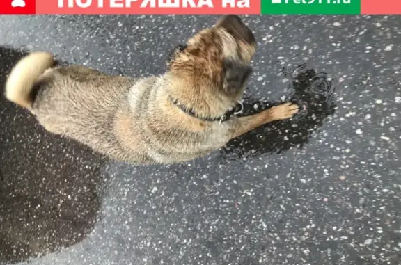 Найдена собака в Балашихе!
