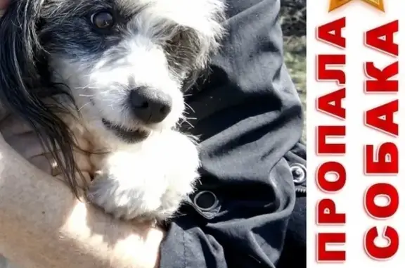 Пропала собака в Маламовке, нужна помощь!
