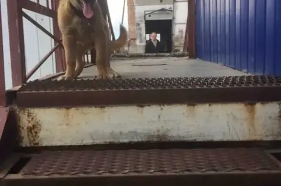 Найдена собака в Тюмени, ищет дом