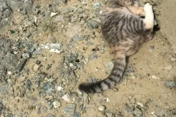 Найден кот на Солнечном бульваре, ищем хозяев!
