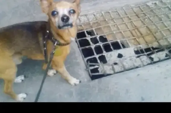 Пропала собака Майкл в Петропавловске-Камчатском