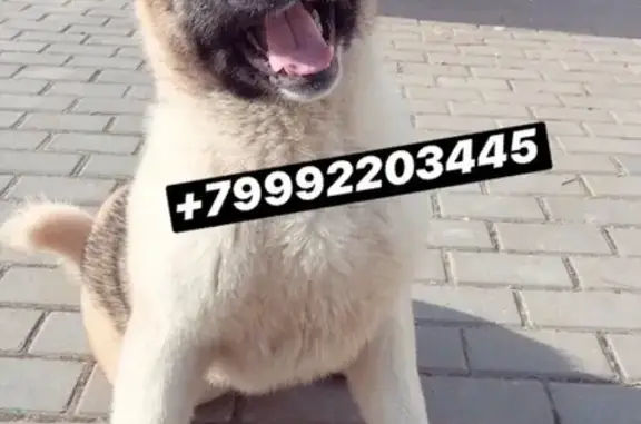 Пропала собака в посёлке Чемерна