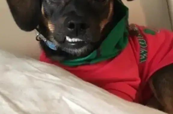 Собаки потеряшки, Нижний Новгород, фото: Потеряшка собака Тася в Нижнем Новгороде