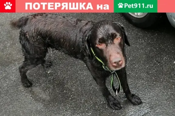 Найдена собака в Великом Новгороде, репост!