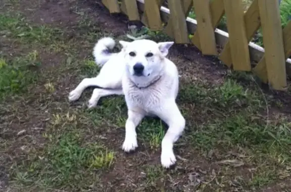 Найдена собака в Тотьме, ищем хозяев!