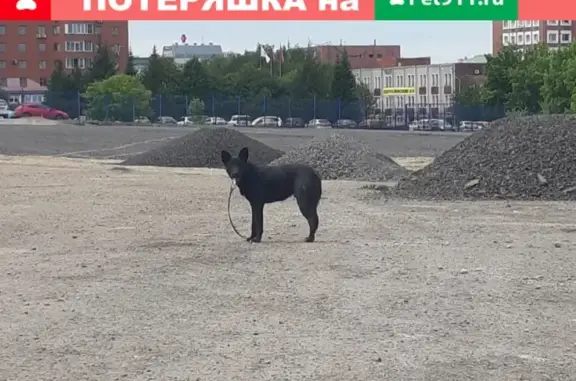Собака найдена в Кемерово, возле автовокзала [id85729526|Ольга Кокряцкая]