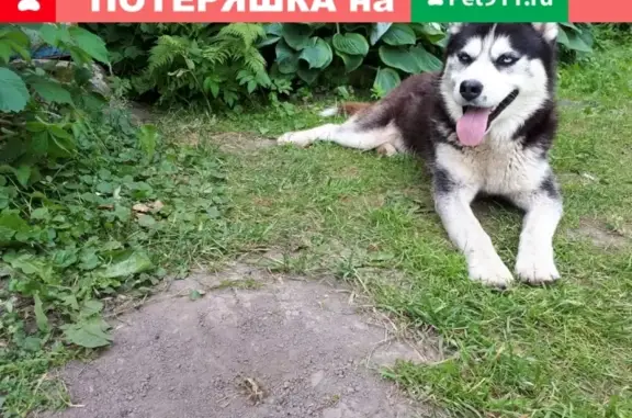 Собака найдена в д. Климячево, Владимирская обл.