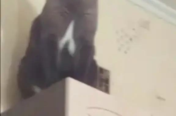 Объявления о пропавших и найденных животных, Тюмень, фото: Пропала кошка на Войновке, вознаграждение