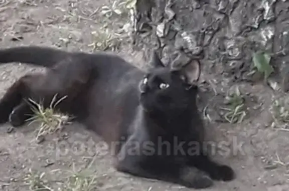 Найдена кошка на Аллее Восход, Новосибирск