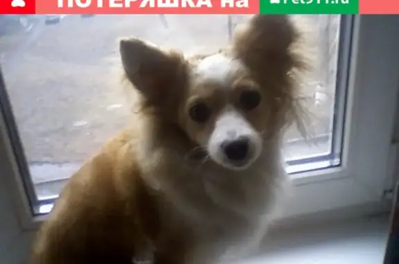 Собаки потеряшки, Новокузнецк, фото: Потеряшка собака Белка на Запсибе (18 квартал)