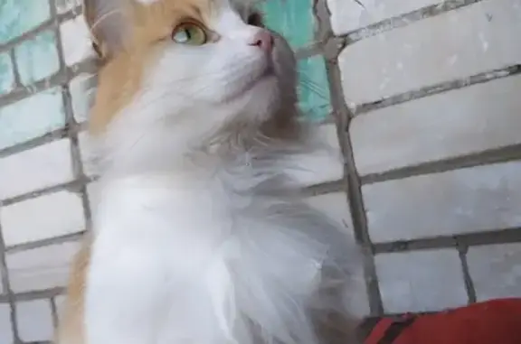 Срочно ищем дом для ласковой кошки в Водниках, Вологда