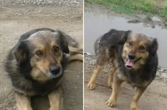 Пропала собака в Абинске, Краснодарский край