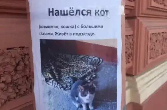 Найдена кошка в СПб, Адмиралтейский район