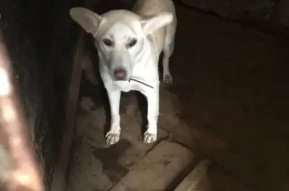 Собака найдена в Челябинске, 8 клетка отлова