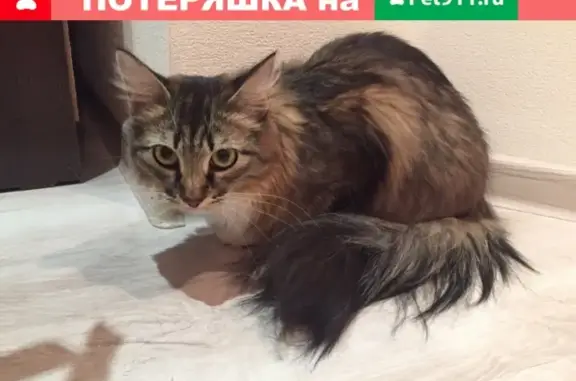 Найдена домашняя кошка возле новой бани в Северске