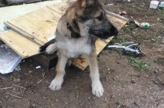 Найдена собака в районе Тц Ультра