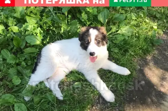 Найден щенок в Центральном районе Новосибирска!