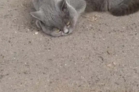 Найден кот в Лесном городке, Одинцово