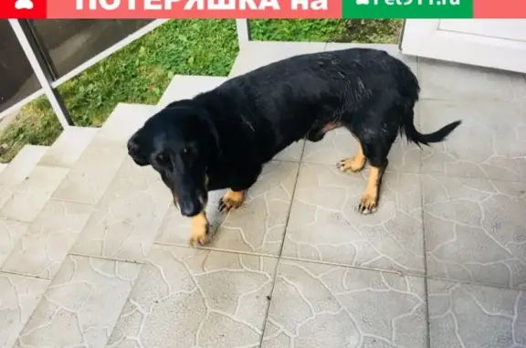 Найдена собака на ул. Сталеваров, Магнитогорск