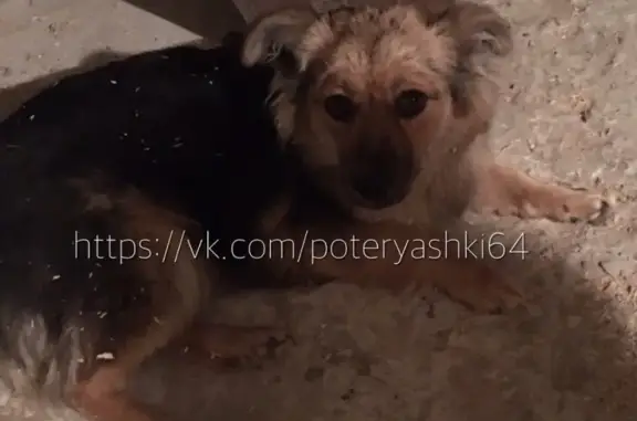 Найдена собака в Саратове на Кумысной поляне, конечная 27 автобуса