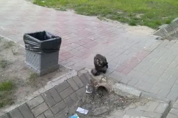Найдена кошка возле дороги в Урае