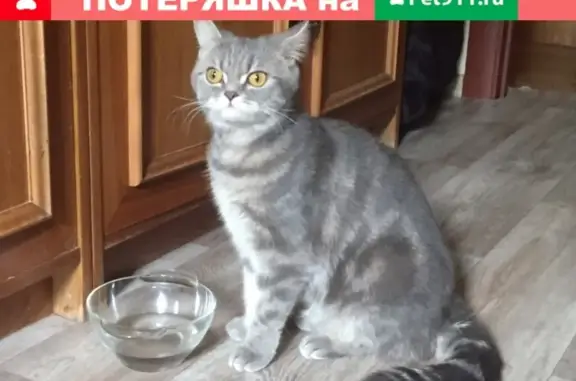Найдена кошка МУРМАНСК.