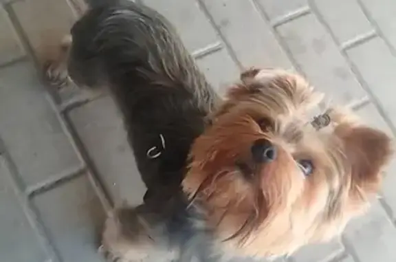 Найден пёс в Воронеже, ищем старых хозяев