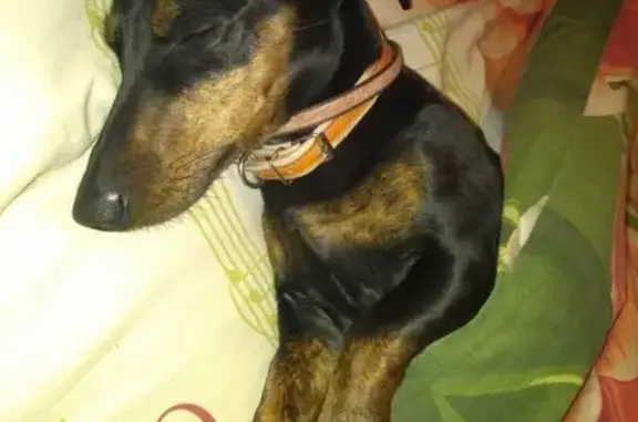 Пропала собака Мила в Барнауле