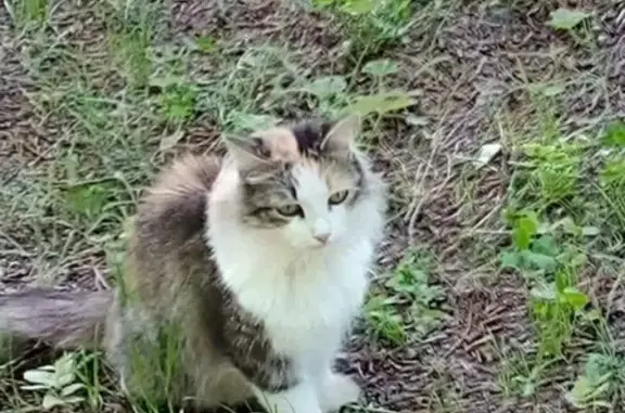 Пропала кошка Алиса возле 10 школы в Первоуральске