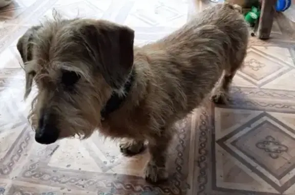 Найдена собака в Гатчинском районе, ищет хозяев