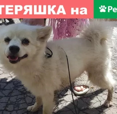 Найдена белая собака в районе Курсантского парка, г. Владимир