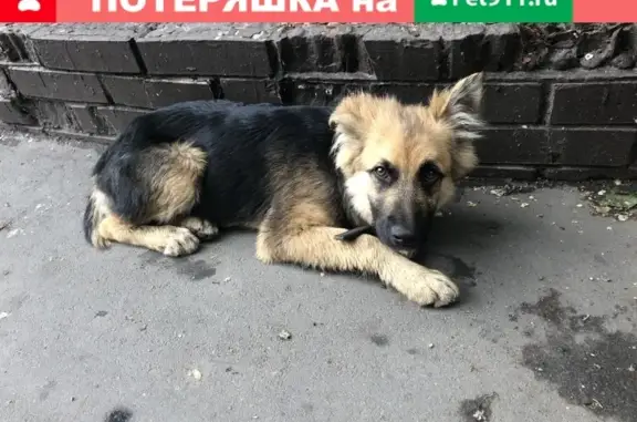 Найдена собака на улице Карла Маркса 77 в Тольятти