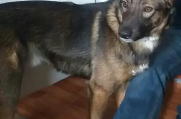 Пропала собака в районе Вельяминово, вознаграждение гарантируем.