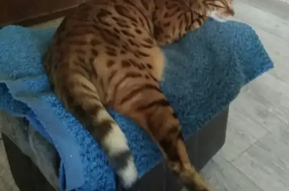 Потерянные животные Дзержинск, фото: Пропал кот Бенгал в Дзержинске, ул. Октябрьская 25