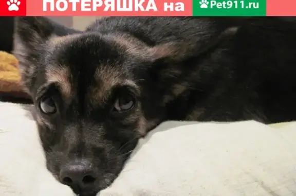 Пропала собака Тина в Нелидово, Тверская область