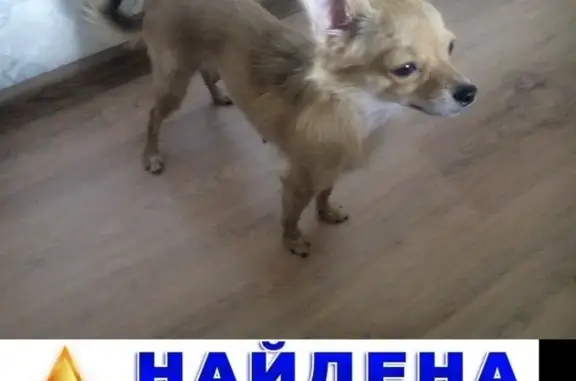 Найдена собака в маршрутке в Юбилейном, Саратов