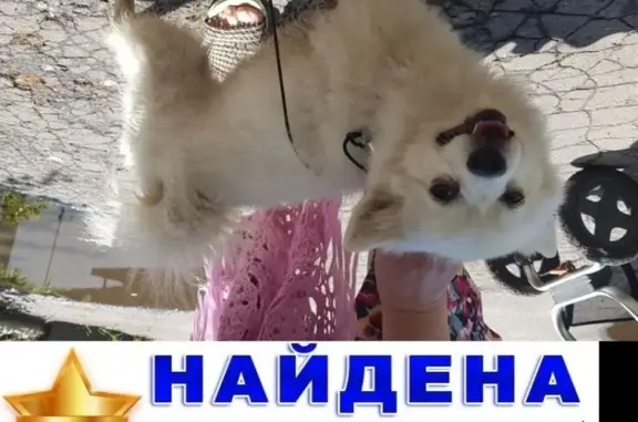 Найдена белая собака в районе Курсантского парка, Владимир