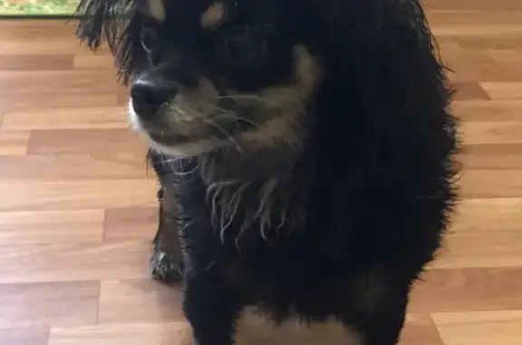 Найдена собака в Подольске на улице Кирова