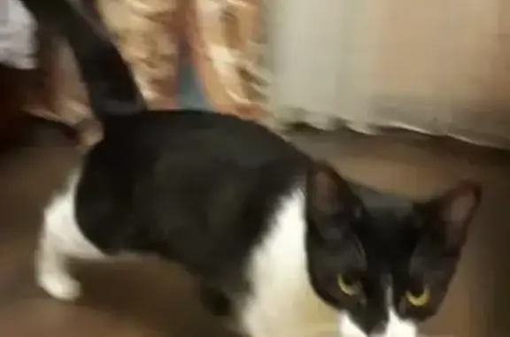 Найден домашний кот в Чертаново Южное, ищем хозяев