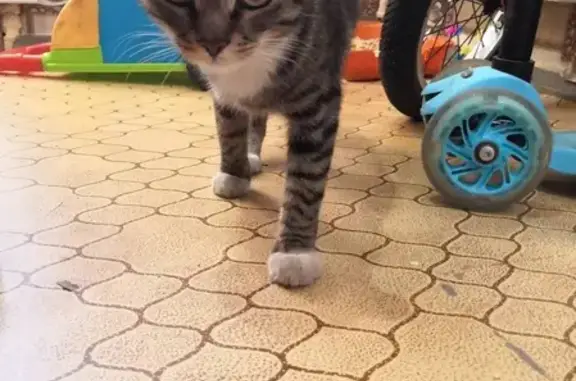 Найден серый кот в районе Мастерские, Барнаул