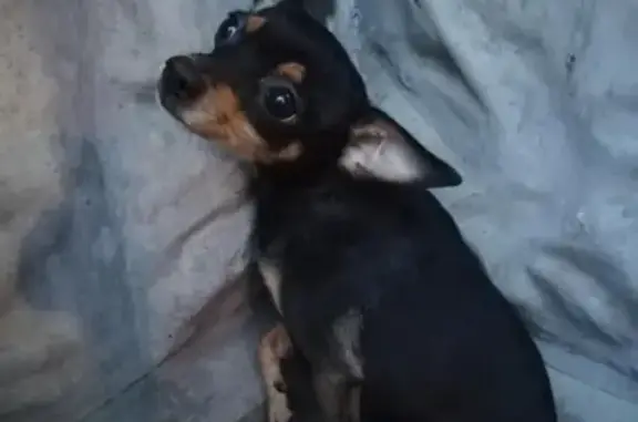 Найдена собака, Москва, фото: Найдена собака на Ковров переулке, д.15