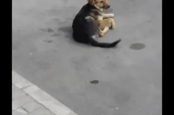 Найдена собака на Нововладыкинском проезде, ищут хозяев или ответственного владельца.