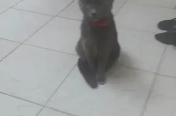 Пропала кошка на ул. Беспалова, Симферополь