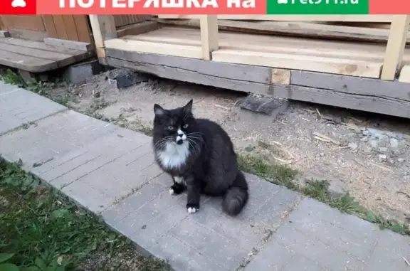 Найдена ухоженная кошка с ошейником в д.Кануново, Московская область