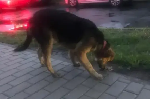 Найдена собака с красным ошейником в Москве
