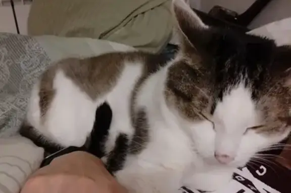 Кошки потеряшки, Москва, фото: Потеряшка кот Бубон, г. Москва, Даниловский район.