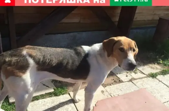 Найдена собака в Октябрьском, Свердловская обл.