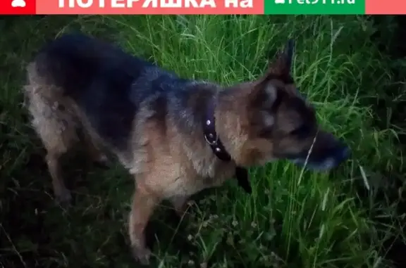 Найдена собака на трассе Кстово - Дальнее Константиново, нужна помощь в поиске хозяев!