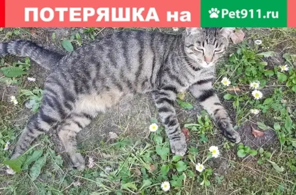 Пропала кошка в Богородском районе, СНТ ОРГСТАНКИНПРОМ уч. 21